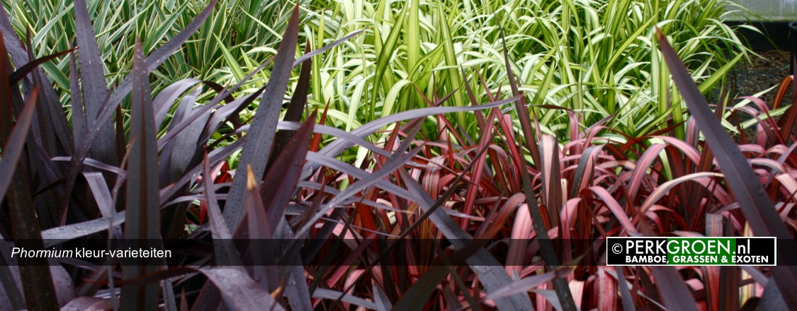 Phormium kleur-varieteiten Phormium kleur-varieteiten